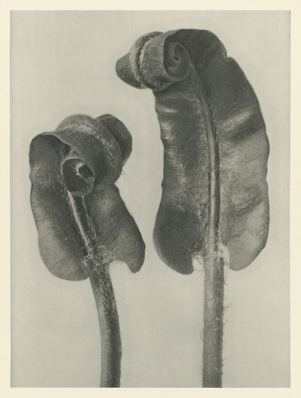 Karl Blossfeldt, Urformen der Kunst&nbsp;(1928)