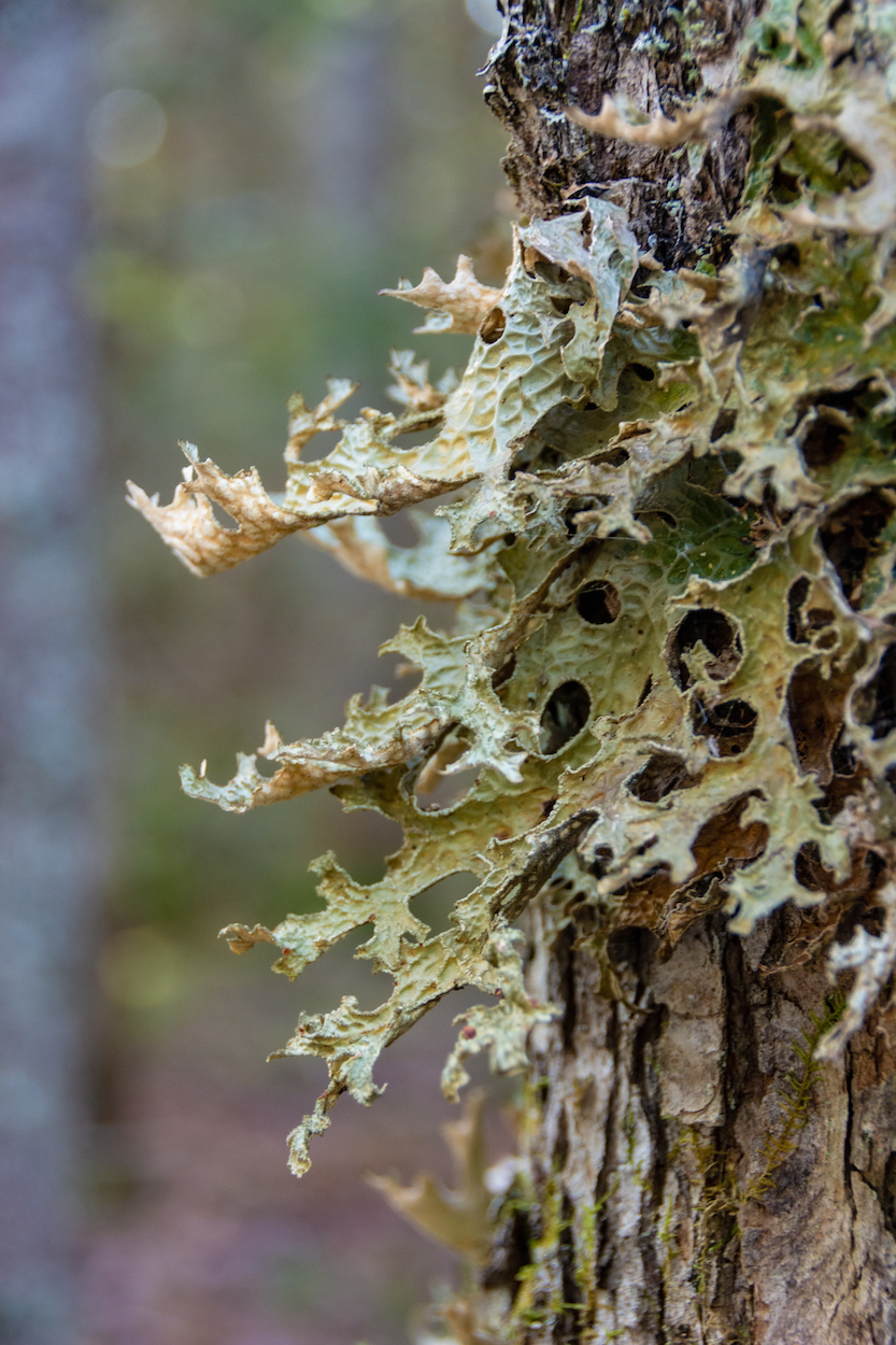 Lobaria pulmonaria
