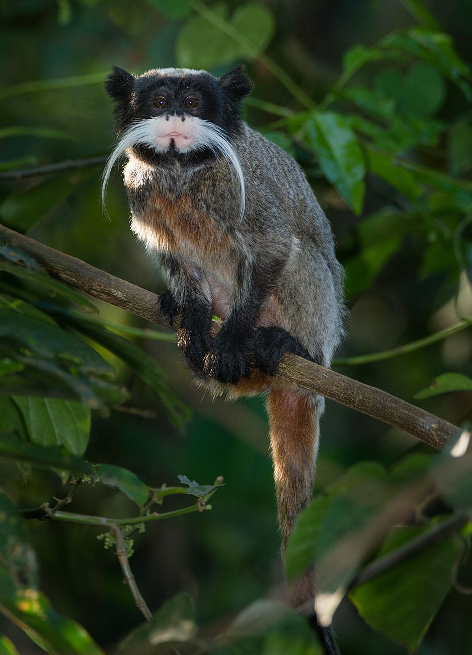 immagine di un tamarino imperatore, saguinus imperator, su un albero